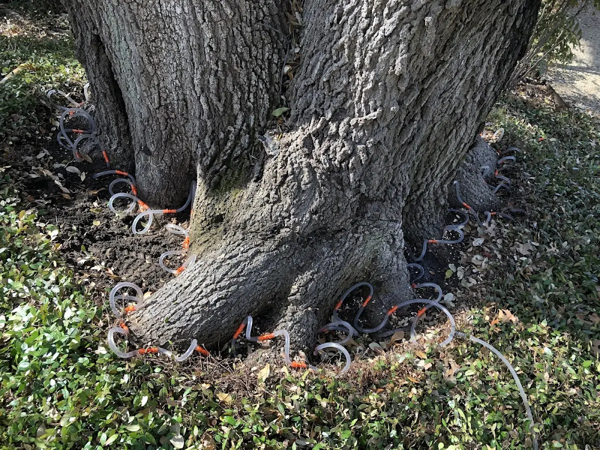 Detailed Tree Cabling and Bracing job site in Zimmerman
